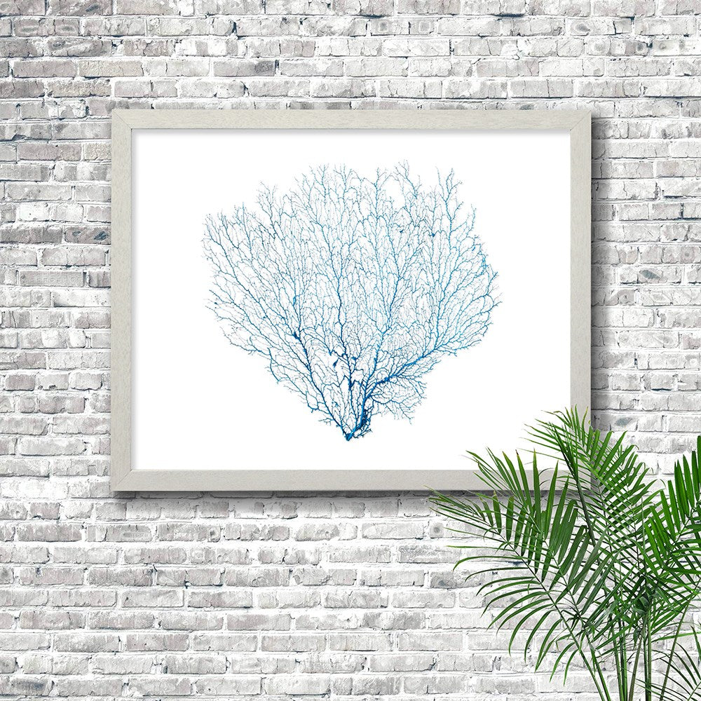 Frame white - no mat - blue seafan on white