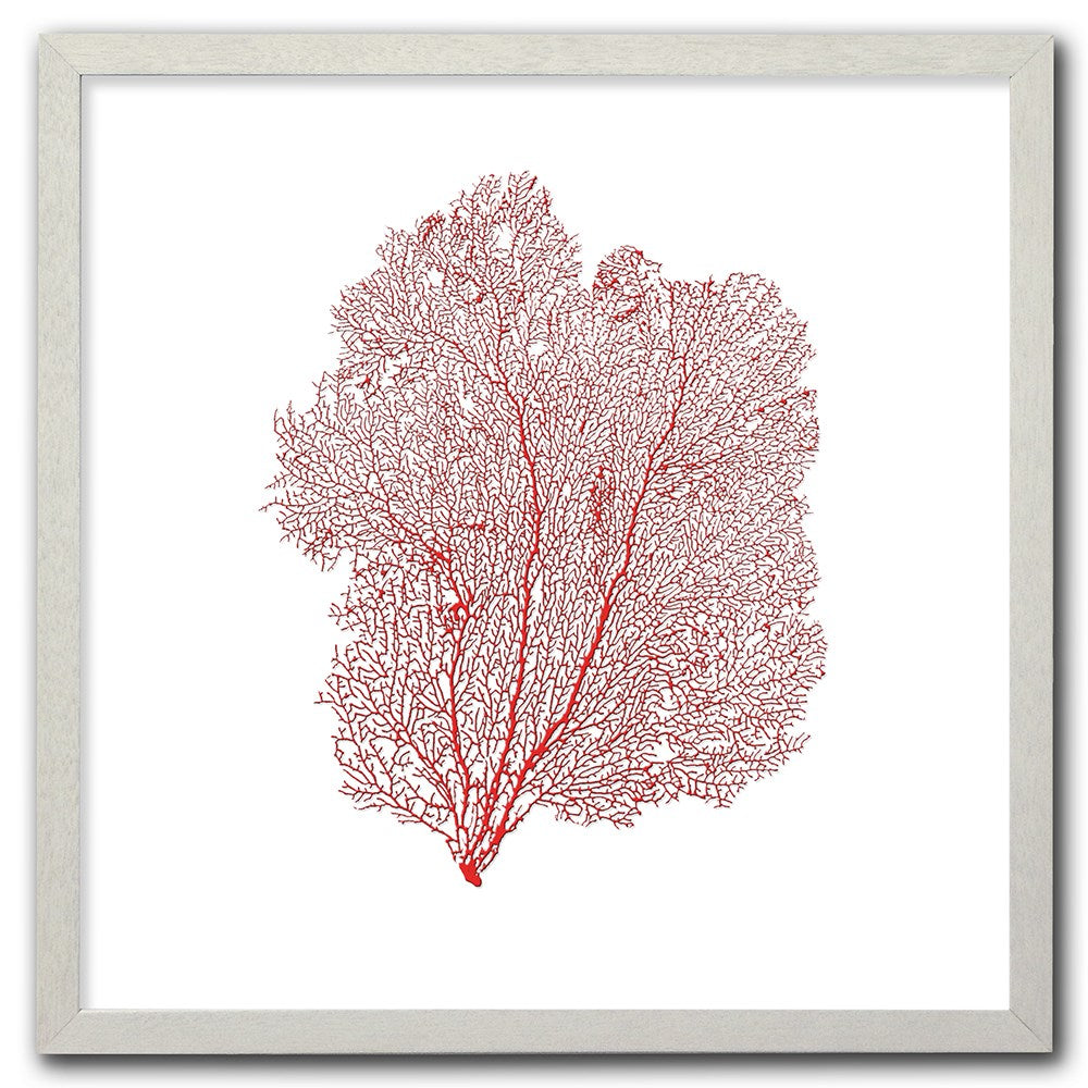Frame white - no mat - red seafan on white