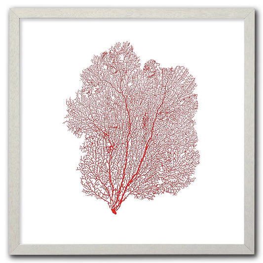 Frame white - no mat - red seafan on white