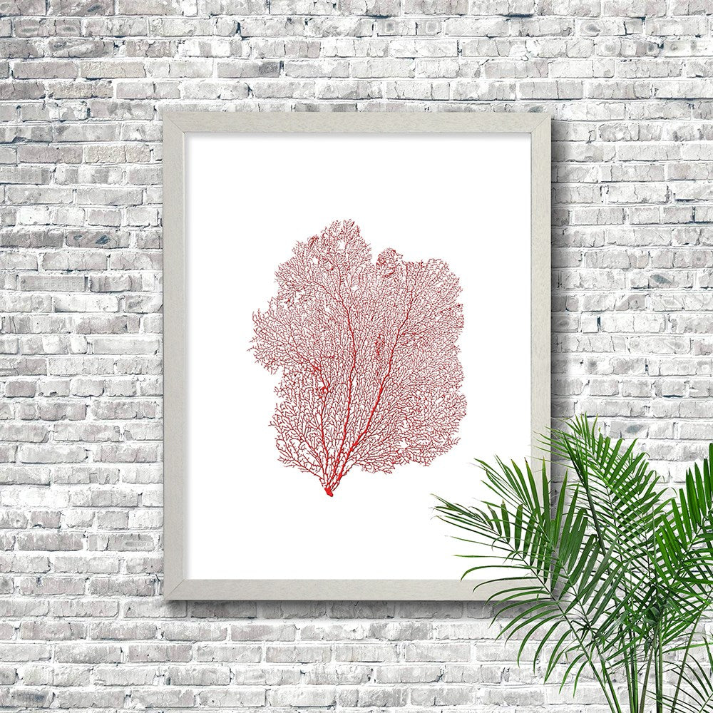 Frame white - no mat - red seafan on white