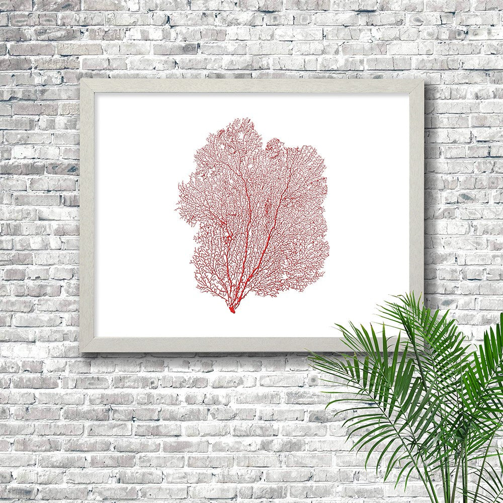 Frame white - no mat - red seafan on white