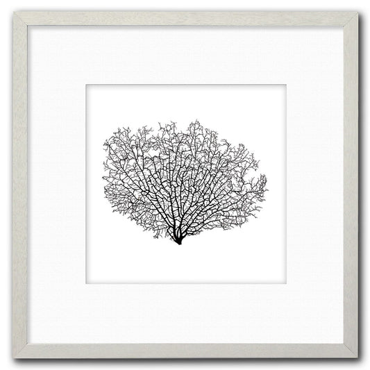 Frame white - white mat - black seafan on white