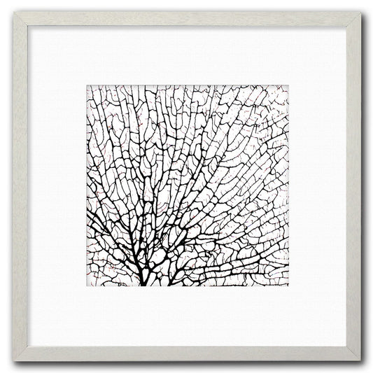 Frame white - white mat - black seafan on white filled