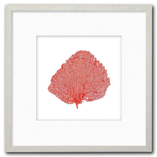 Frame white - white mat - red seafan on white