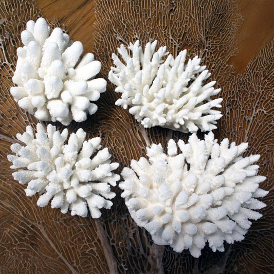 Coral - Acropora finger (15-20cm)