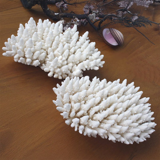 Coral - Acropora finger (25-30cm)