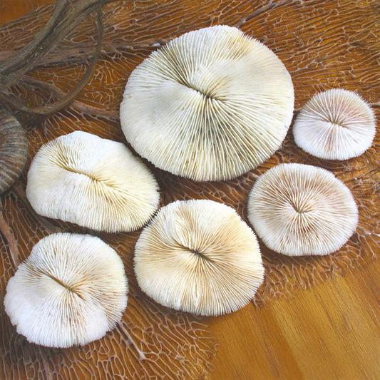 Coral - Fungia mushroom