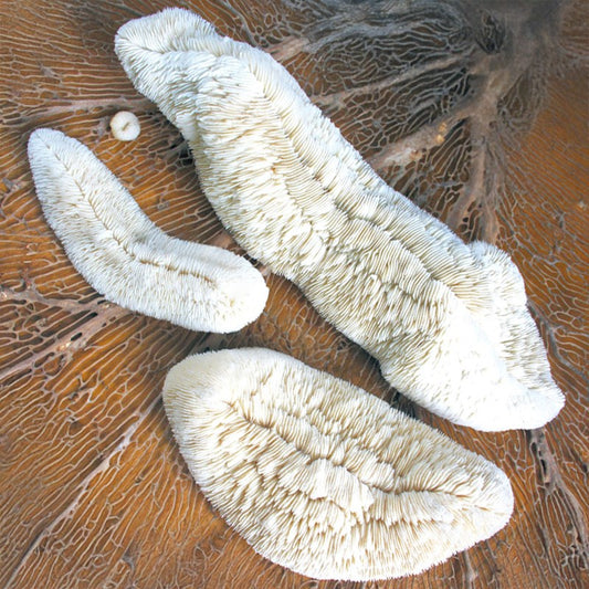 Coral - Fungia trough