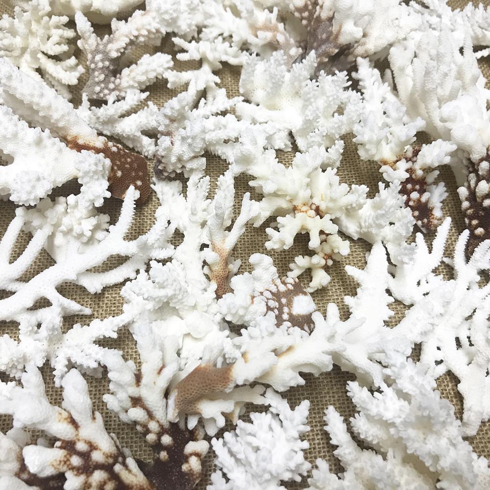 Coral - Mixed species including brownstem (kg)