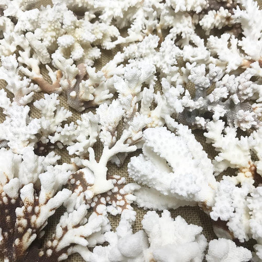 Coral - Pocillopora (kg)