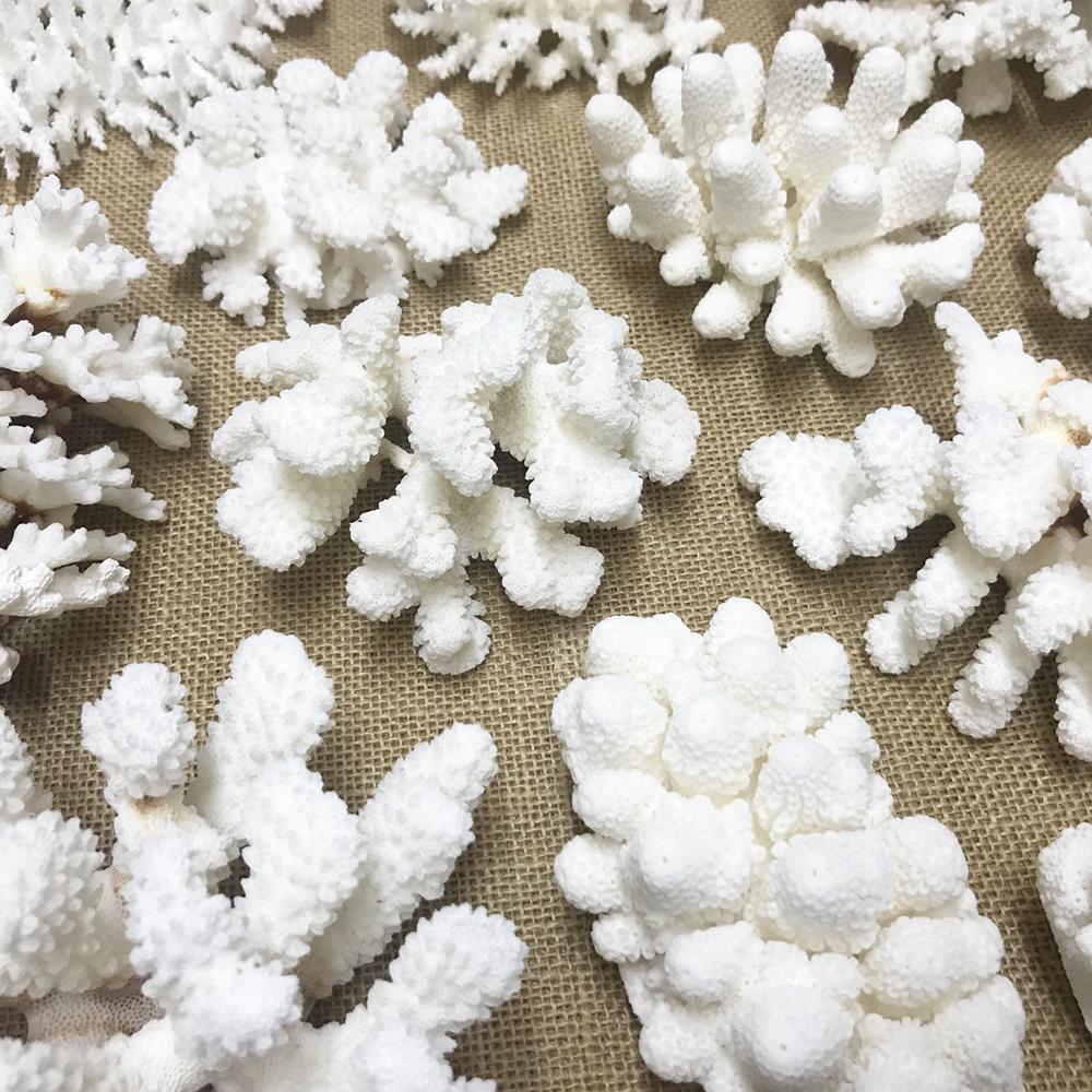 Coral - Mixed species assorted pieces (kg)