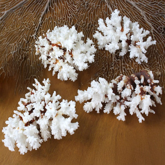 Coral - Pocillopora damicornis (15-20cm)