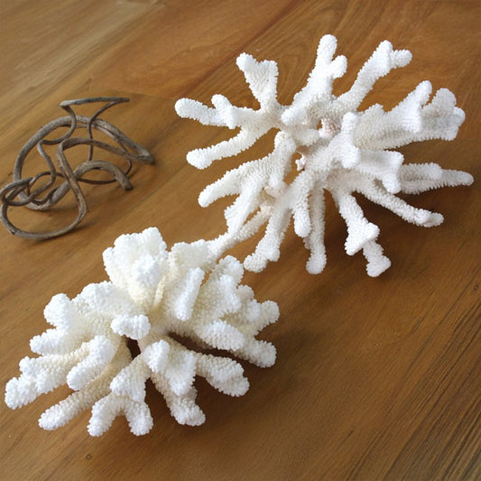 Coral - Pocillopora eydouxi (25-30cm)