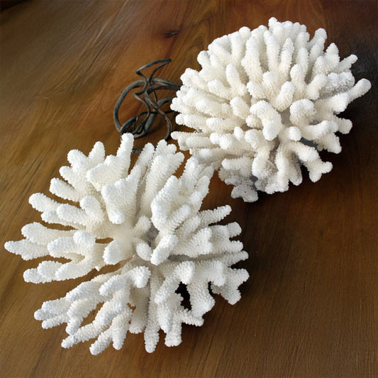 Coral - Pocillopora eydouxi (30-35cm)