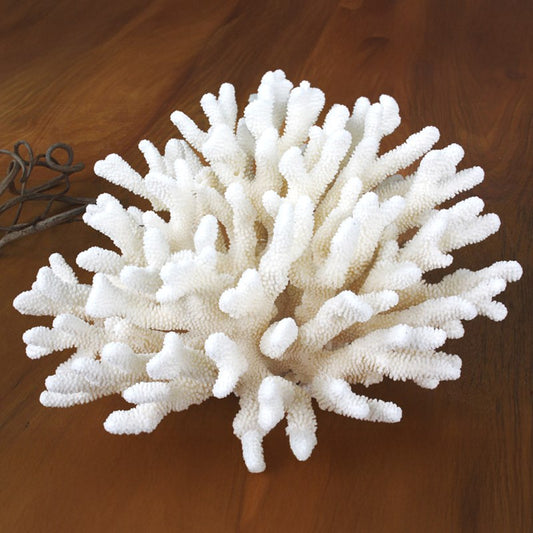 Coral - Pocillopora eydouxi (40-45cm)