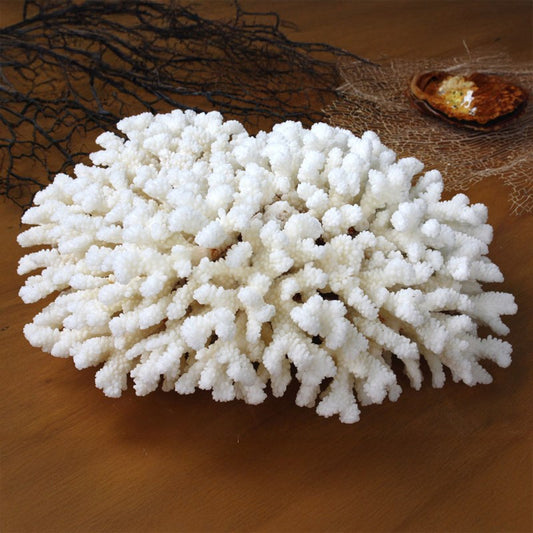 Coral - Pocillopora verrucosa (30-35cm)