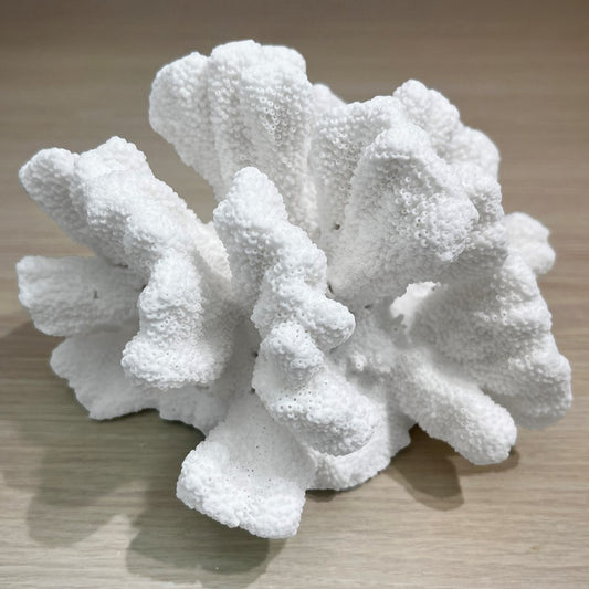 Coral - Signature range (20-25cm)