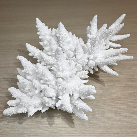 Coral - Signature range (40-45cm)