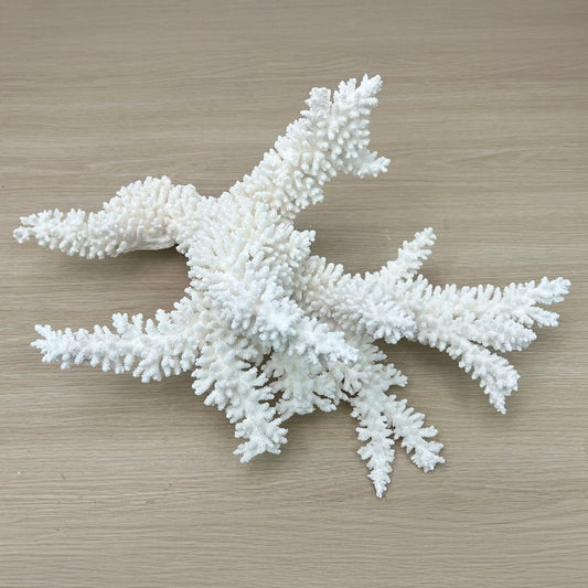 Coral - Signature range (45-50cm)