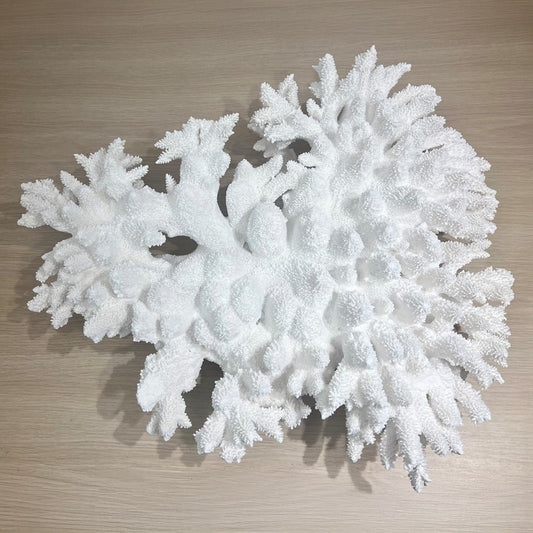 Coral - Signature range (55-60cm)