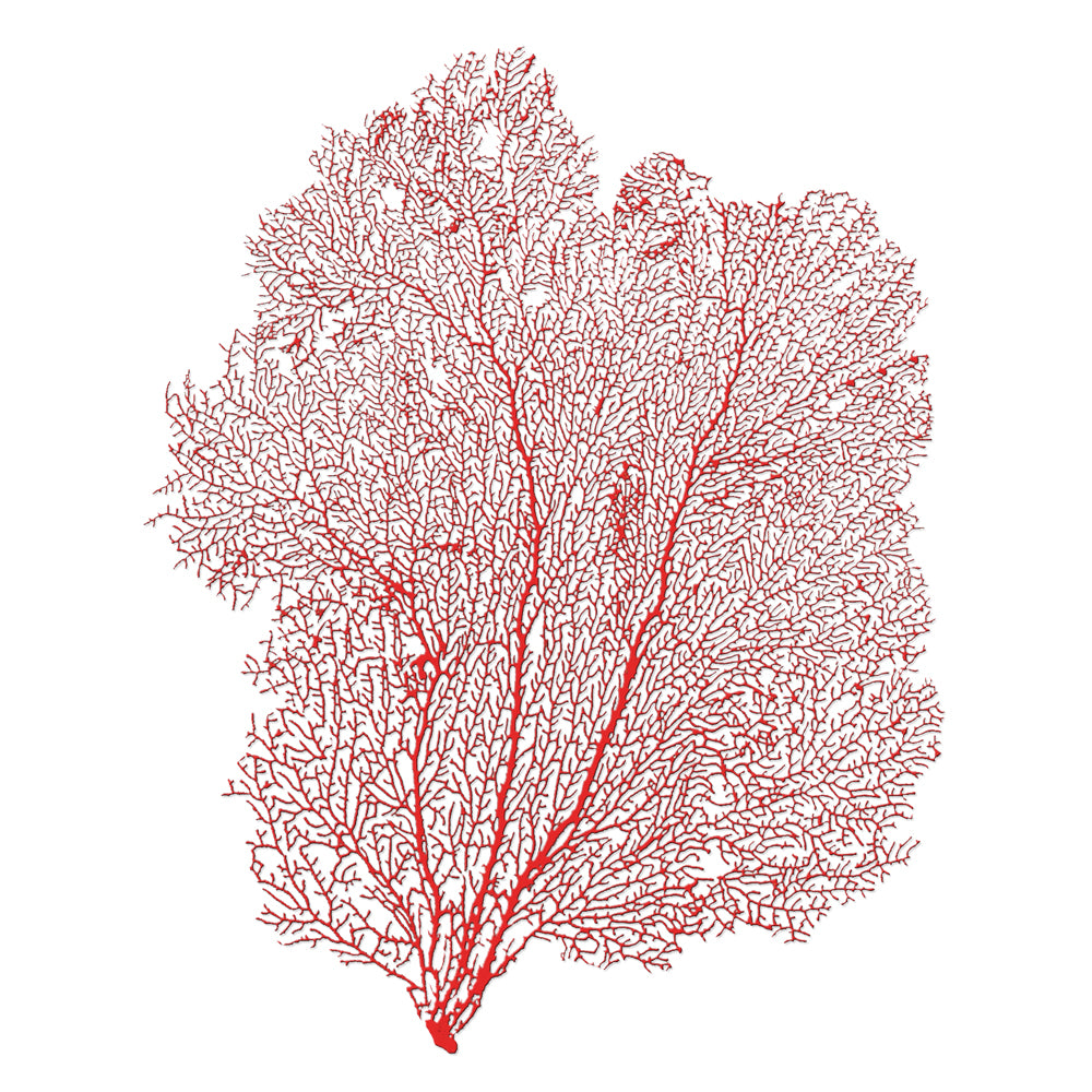 Gorgonian seafan red