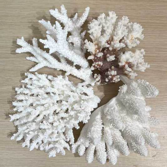Coral - assorted species large
