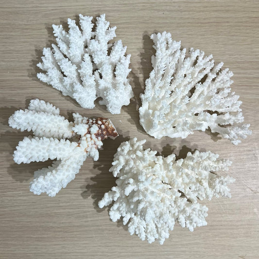 Coral - assorted species medium