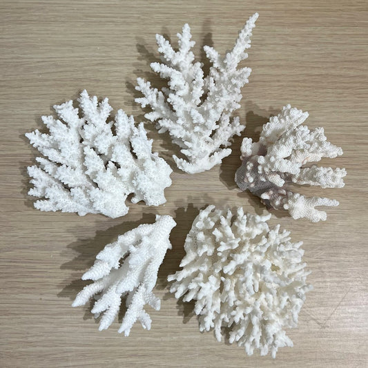 Coral - assorted species small