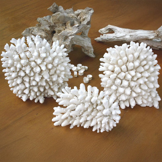 Coral - Acropora finger upright (25-30cm)