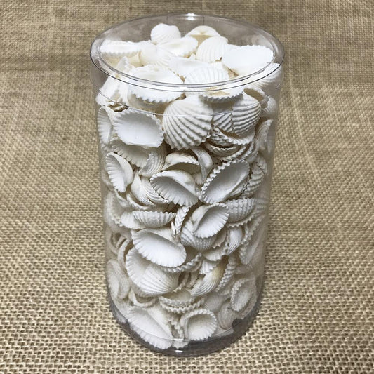 Shell cylinder tall - Anadara medium-small (Pack of 2)