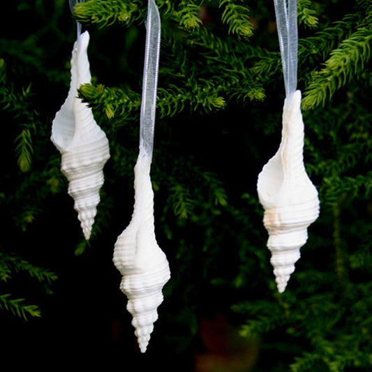 Decoration glitter shell Fusinus nicobaricus white