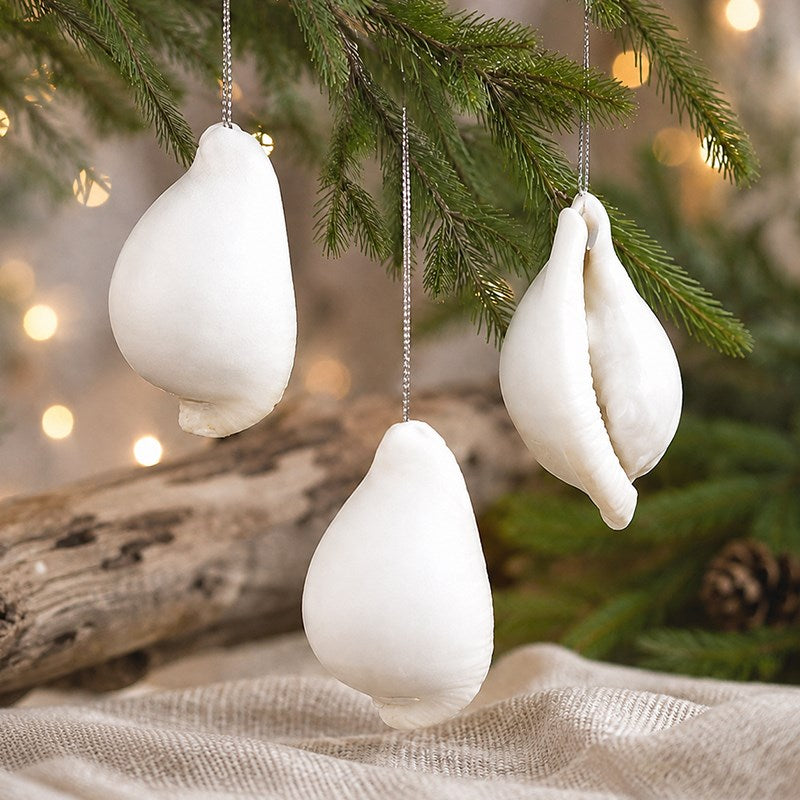 Decoration natural shell Ovula ovum