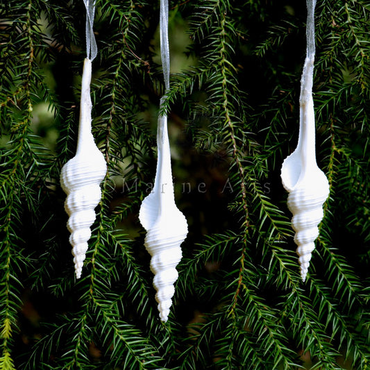 Decoration natural shell Fusinus colus