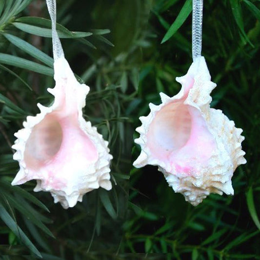 Decoration natural shell Murex erythrostomus pink