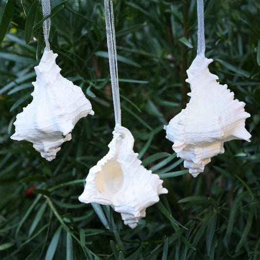 Decoration natural shell Murex virgineus white