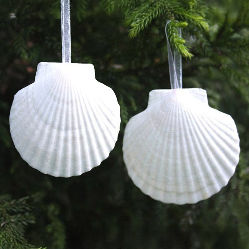 Decoration natural shell Scallop white