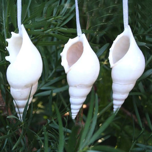 Decoration natural shell Tibia delicatula