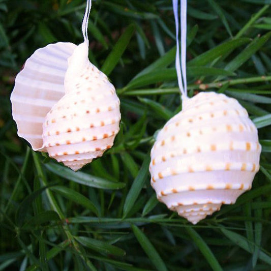 Decoration natural shell Tonna cream