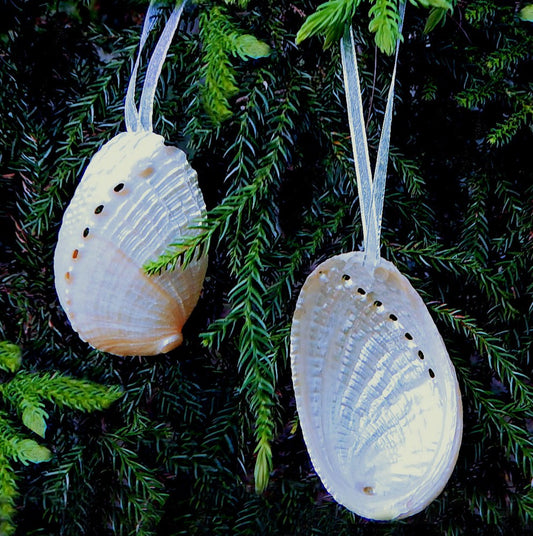 Decoration natural shell Haliotis diversicolour pearled