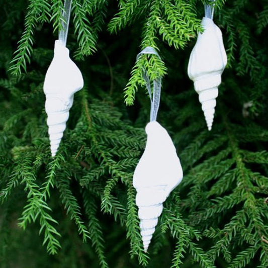 Decoration natural shell Strombus vittatus white