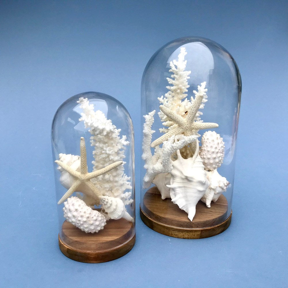 Glass dome with white coral and shells