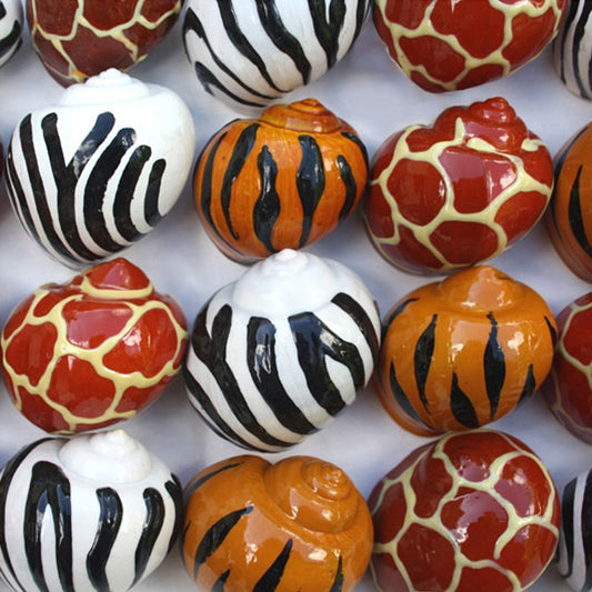 Pet crab shells jungle