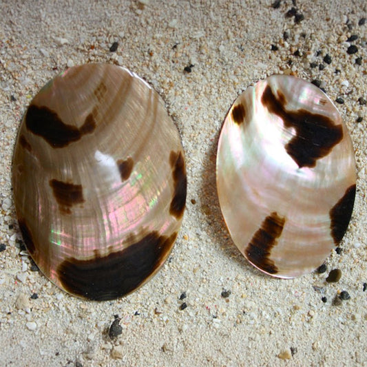 Brownlip tigerspot pearled oval