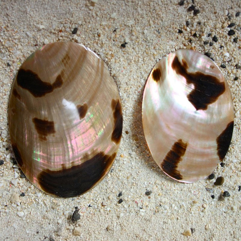 Brownlip tigerspot pearled oval