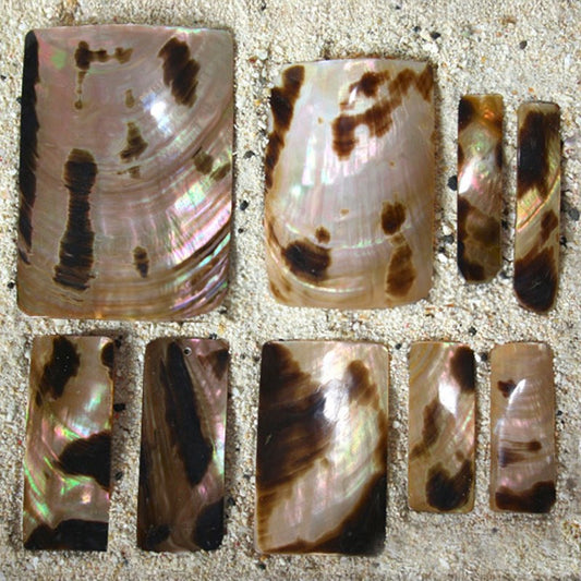 Brownlip tigerspot pearl rectangle