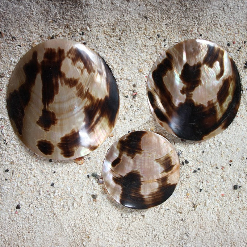 Brownlip tigerspot pearled round