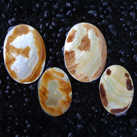 Goldlip tiger pearl oval