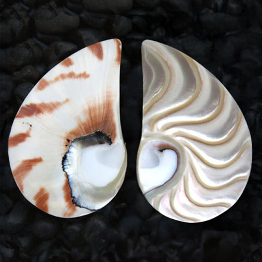 Nautilus pearl stripe halfmoon tiger lg piece