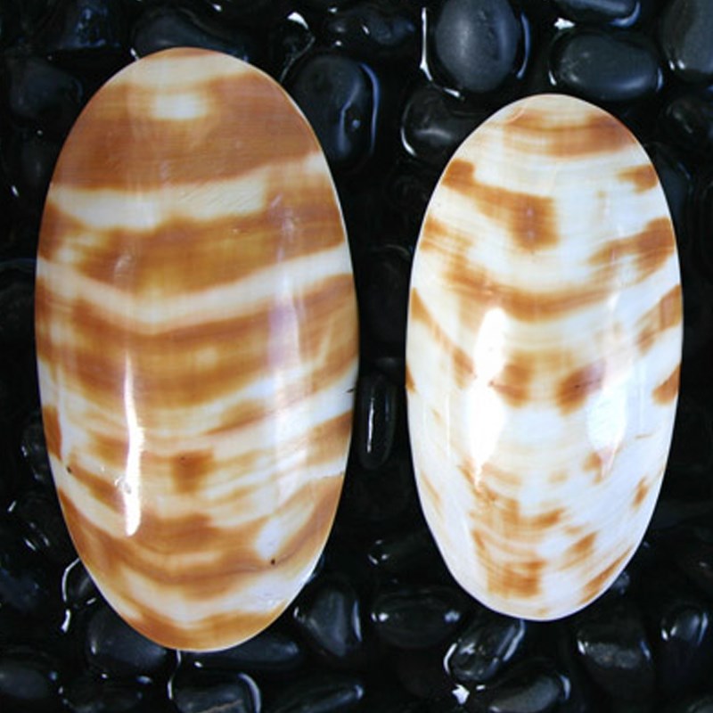 Osmena oval natural stripe