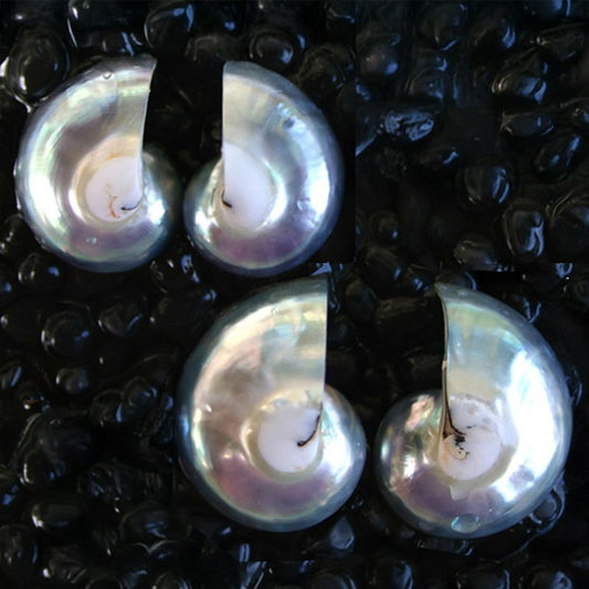 Nautilus pearl silver centre shape piece